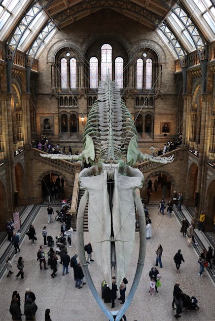 A large reconstructed dinosaur skeleton exhibit is suspended vertically inside the grand, historic interior of the Natural History Museum in South Kensington, with its long spine, ribcage, and skull visible beneath a high, arched glass roof supported by wooden beams. The museum hall's stone walls feature tall, narrow stained glass windows, allowing natural light to illuminate the display. Visitors are walking around the open space on the lower level, some looking up at the skeleton, while others take photographs or observe the museum’s architecture. Although the image depicts a busy public space, it does not show any moving services, furniture, or packing materials, indicating it is a visitor scene rather than a removal or packing process. The photograph is used here to illustrate the museum's interior, aligning with content about house removals or relocation services near South Kensington’s cultural landmarks, as provided by Man with Van South Kensington.